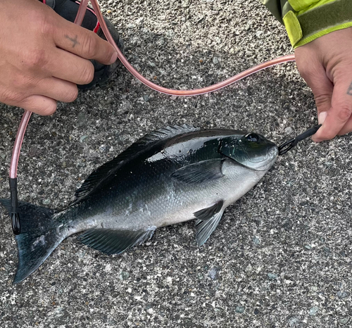 メジナの釣果