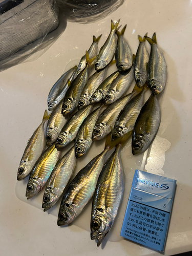 アジの釣果