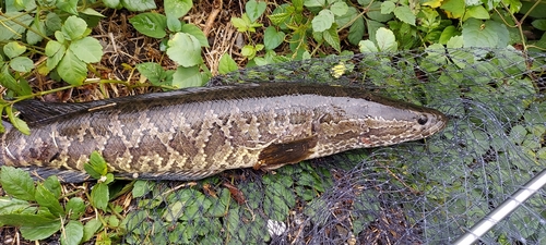 ライギョの釣果