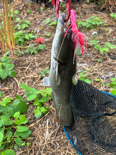 ナマズの釣果