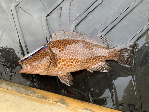 オオモンハタの釣果