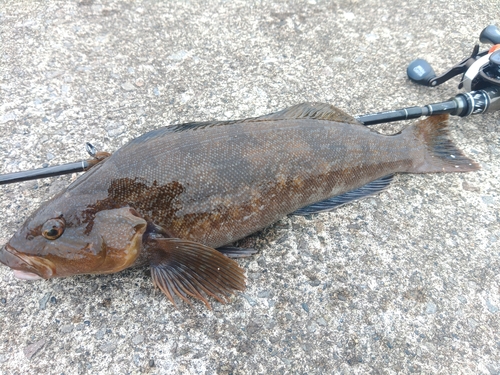 アイナメの釣果