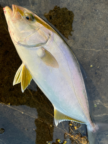 ショゴの釣果