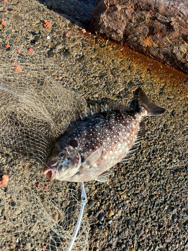 アイゴの釣果