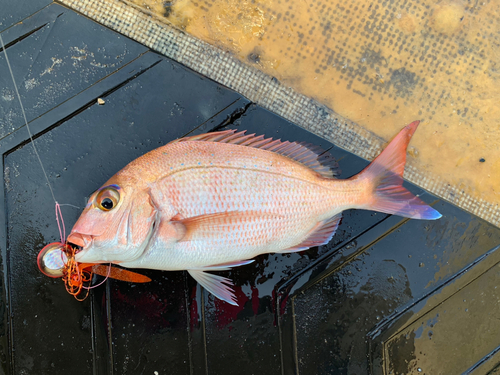 マダイの釣果