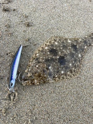 ソゲの釣果