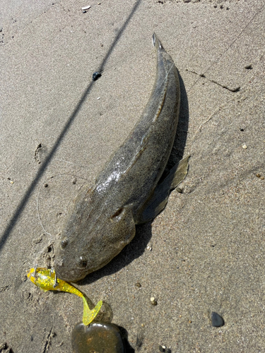 マゴチの釣果