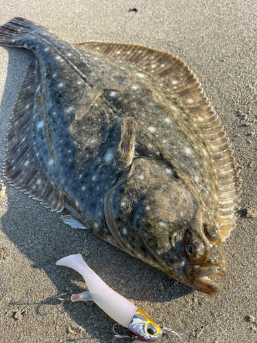 カレイの釣果