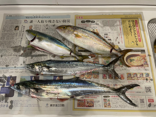 サゴシの釣果