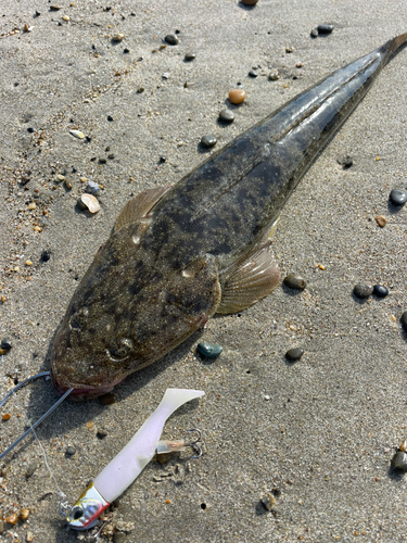 マゴチの釣果