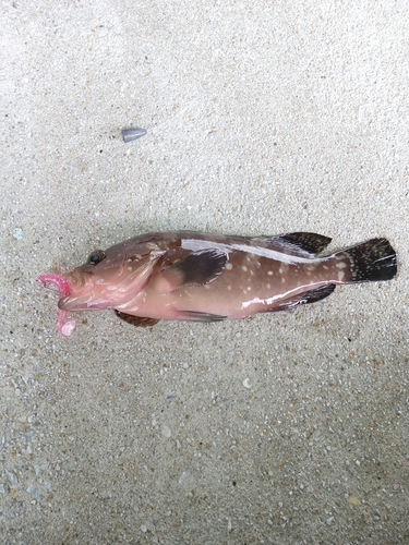 アコウの釣果