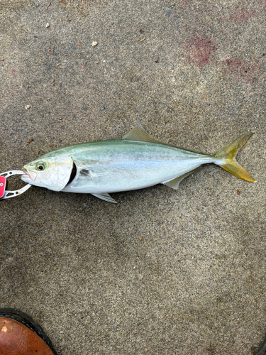 ワカシの釣果