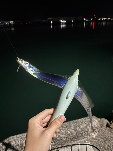 タチウオの釣果