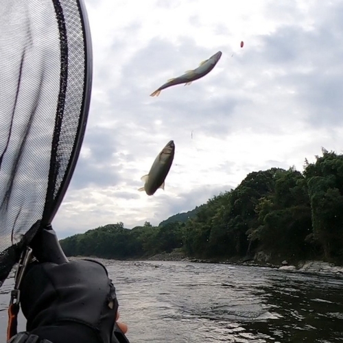 アユの釣果