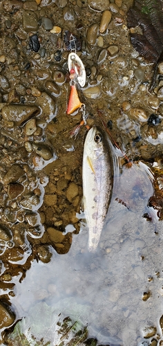 ヤマメの釣果