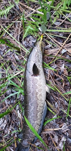 ライギョの釣果