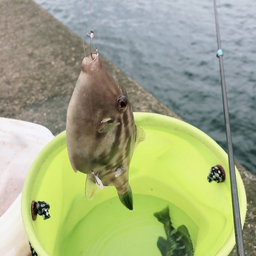 ウマヅラハギの釣果