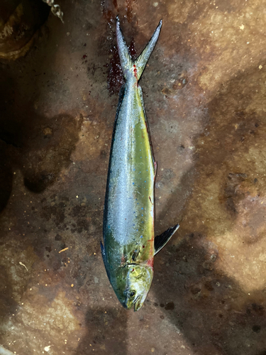 シイラの釣果