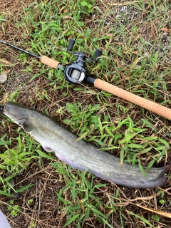 ナマズの釣果