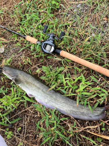 ナマズの釣果