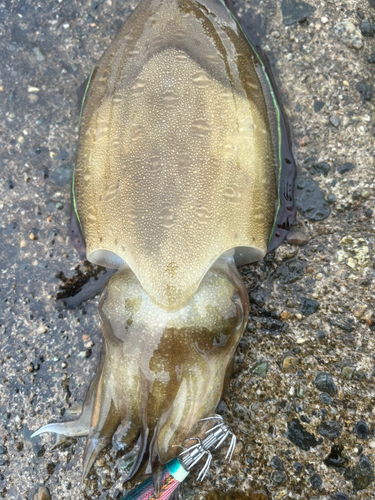 コウイカの釣果