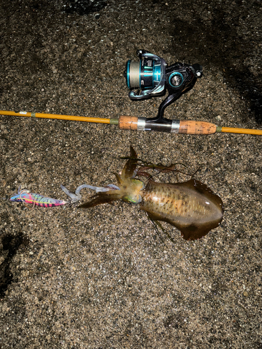 アオリイカの釣果