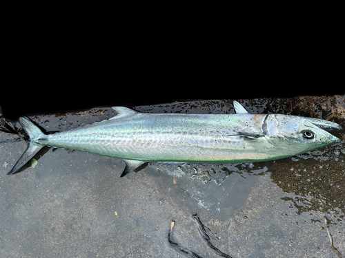 サワラの釣果