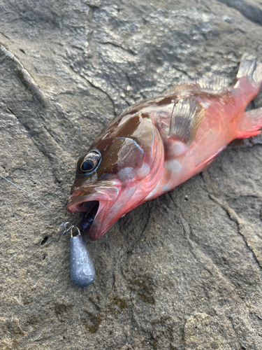 アカハタの釣果