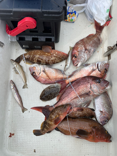 タイの釣果