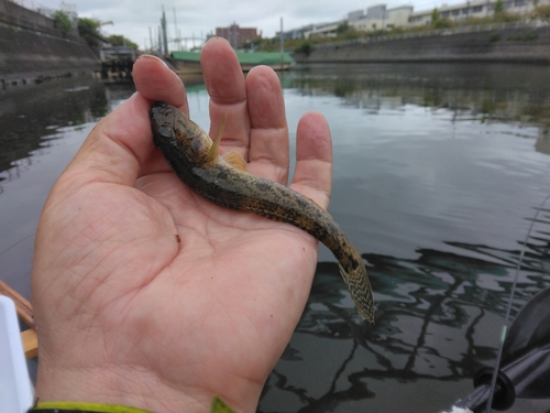 ハゼの釣果