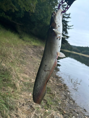 ナマズの釣果