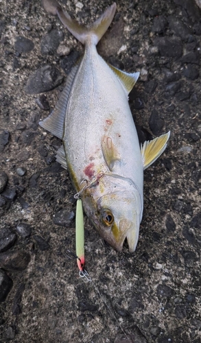 ショゴの釣果