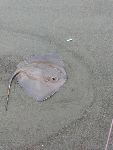 アカエイの釣果