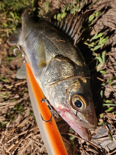 セイゴ（タイリクスズキ）の釣果