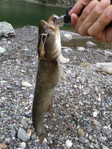 ナマズの釣果