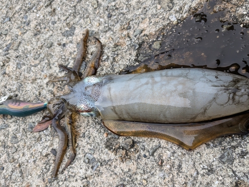 アオリイカの釣果