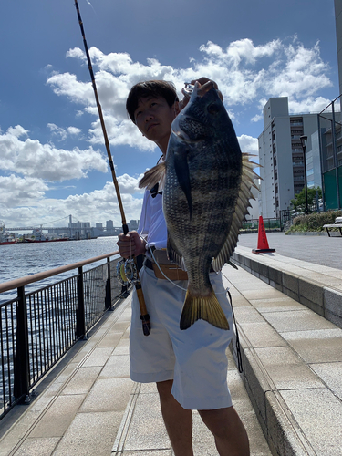 クロダイの釣果