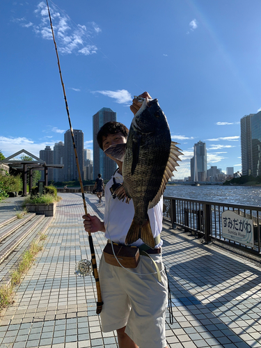 クロダイの釣果