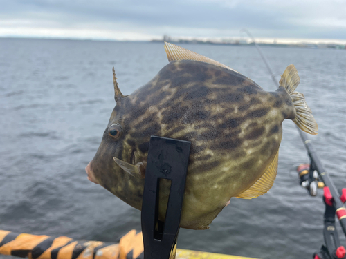 カワハギの釣果