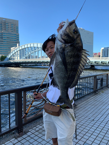 クロダイの釣果