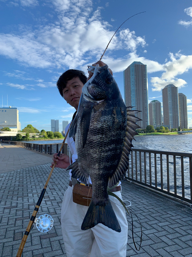 クロダイの釣果