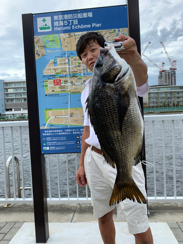 クロダイの釣果