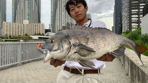 クロダイの釣果