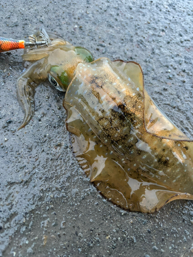 アオリイカの釣果