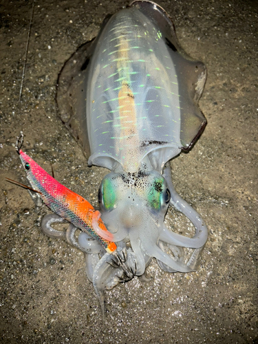 アオリイカの釣果