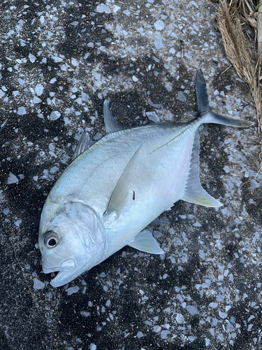 メッキの釣果