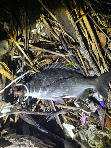 チヌの釣果