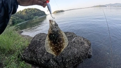ヒラメの釣果