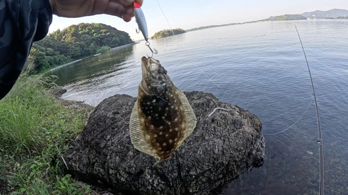 ヒラメの釣果