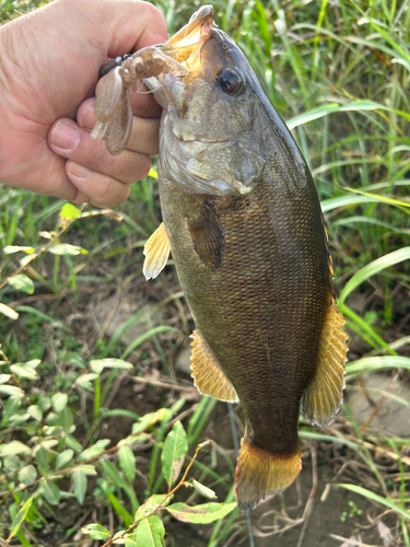 スモールマウスバスの釣果